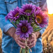 500 Girasoles Morados, Flores de Jardín Únicas, Flores Asombrosas, Fáciles de Cultivar, Ideales para Macetas, Amigables con los Polinizadores - 500 unidades - Ver 6