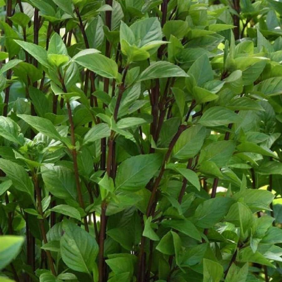 268 piezas de Garden Robles Indica Reissamen, Thai Immortal Tower Vanilla - 268 - Ver 1