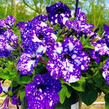 110 piezas - Beneficios de la nueva tienda: flor del amor del cielo nocturno - flor del amor para el jardín familiar - 110 - Ver 4