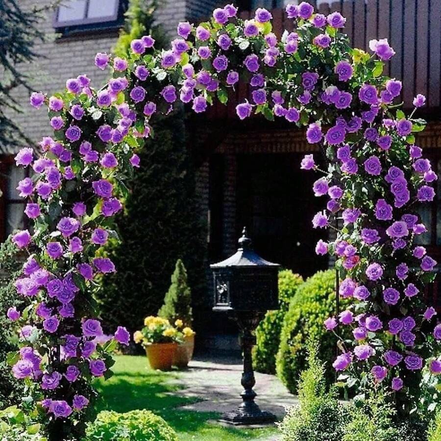 100 Rosas Moradas Trepadoras de Jardín, Arbustos Perennes de Alta Fragancia, Plantas de Floración Espectacular - 100 - Ver 1