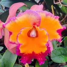 Orquídea, Flores Perennes para Uso en Exteriores, Cubre Suelos, Plantas Trepadoras, Plantas de Interior y Jardín, Plantas Herbáceas, Regalo Ideal para Amantes de las Plantas, Entrega Local - 100 unidades/semillas - Ver 2