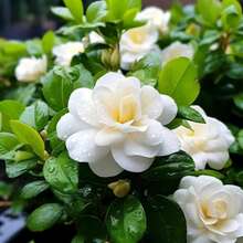 200 Gardenias Jasminoides Aromáticas, Flores Blancas, Arbustos Perenne Resistentes para Jardín y Hogar - 200 unidades - Ver 3