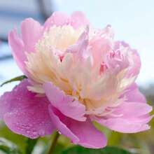100 Semi di Peonia per la Coltivazione, Peonia Bonsai Smoothie Ereditaria, Piante Colori Vivaci, Profumate, Facili da Coltivare in Casa – Ogni Confezione Include un'Etichetta con il Nome del Prodotto. - 100 pezzi - Visualizzare 3