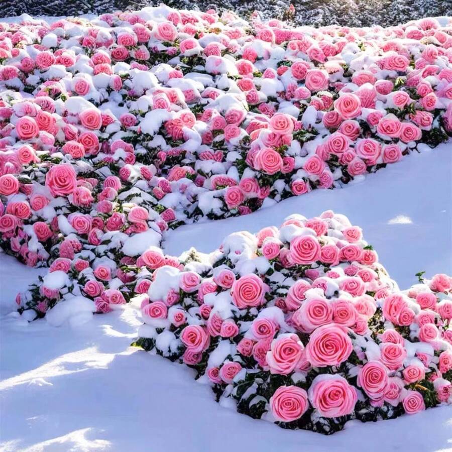 100 Rosas de Alta Calidad – Germinación Rápida, Flores Decorativas Duraderas para Plantar en Interiores y Exteriores, Ideales para Regalos y Paisajismo - 100 piezas (M001 # 1) - Ver 1