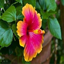 200 HIBISCO EXÓTICO para plantar en parterres de jardín - #16 colores mezclados - Ver 5