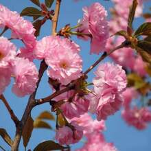 Árbol de Cerezo Japonés 'Tear Flower' para Jardín, de Alto Rendimiento, Resistente al Frío, de Alta Calidad, Listo para Regalar en Navidad - 30 semillas - Ver 9