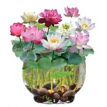 1 Paquete de Loto Fácil de Cultivar, Loto Abierto Perfecto para Jardines Interiores y Decoración del Hogar - 1 paquete - 100 unidades - Ver 2