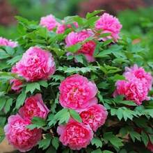Peonía, Flores de Cuatro Estaciones para Patio y Balcón, Decoración de Jardín para Plantar, Flores, Plantas, Frutas y Verduras para Exteriores, Ideal para Entusiastas de las Plantas como un Regalo de la Naturaleza - 10 unidades/semillas - Ver 4