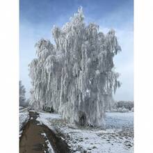 Árbol de Abedul Blanco Europeo, 100 Unidades para Plantación en 2025, Betula Pendula, Corteza de Papel Blanco Descascarado, Follaje Amarillo, Árbol Caducifolio Llorón, Cultive en Casa, Granja o Patio, Saludable - 100 unidades - Ver 9