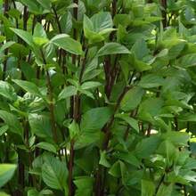 268 piezas de Garden Robles Indica Reissamen, Thai Immortal Tower Vanilla - 268 - Ver 3