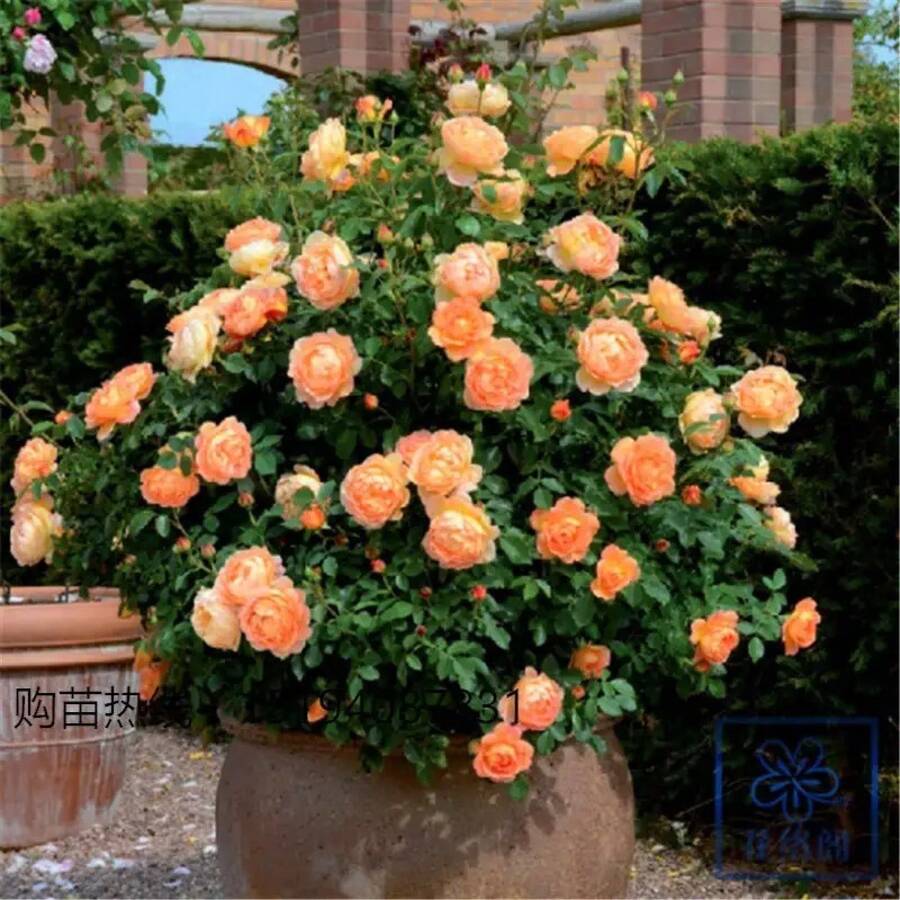 La Rosa de la Sra. Charlotte, de Variedad Eent - Naranja - Ver 1