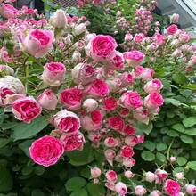 Rosa Trepadora, Flor Perenne para Exteriores, Cubre Suelo Perenne, Césped Trepador, Plantas de Interior y Exterior, Plantación de Flores, Hierba Medicinal, Vegetales, Frutas, Jardinería y Horticultura, Entrega Local - 100 unidades/semilla - Ver 7