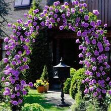 100 Rosas Moradas Trepadoras de Jardín, Arbustos Perennes de Alta Fragancia, Plantas de Floración Espectacular - 100 - Ver 2