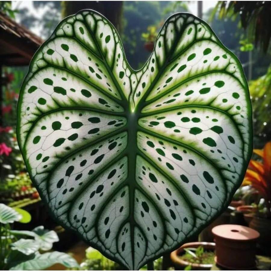 Elegantes Bulbos de Caladium Verde y Blanco - Fáciles de Cultivar, Hosta Perenne, Orejas de Elefante - Excelente Regalo para Amantes, 100 Piezas - 100 semillas - Ver 1