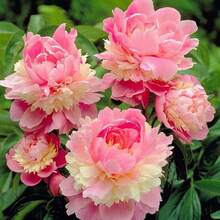 Peonía, Flores de Cuatro Estaciones para Patio y Balcón, Decoración de Jardín para Plantar, Flores, Plantas, Frutas y Verduras para Exteriores, Ideal para Entusiastas de las Plantas como un Regalo de la Naturaleza - 10 unidades/semillas - Ver 3