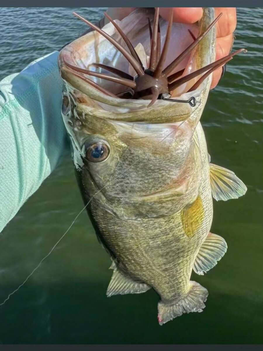 Cebo blando de erizo de mar flotante Luya, TPE resistente a mordeduras, erizo de mar bionic de alta elasticidad, bola de erizo de agua bionic para pesca en agujeros negros y silvestre - Destello rojo transparente - Ver 1