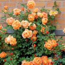 La Rosa de la Sra. Charlotte, de Variedad Eent - Naranja - Ver 4