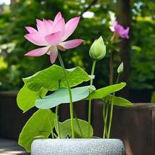 Bonsái de loto pre-germinado de colores mixtos - Listo para plantar, perfecto para jardines acuáticos interiores y exteriores, incluye guía de plantación, crecimiento fácil con cuidadoínimo. - 10 unidades - Ver 9