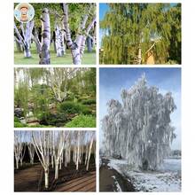 Árbol de Abedul Blanco Europeo, 100 Unidades para Plantación en 2025, Betula Pendula, Corteza de Papel Blanco Descascarado, Follaje Amarillo, Árbol Caducifolio Llorón, Cultive en Casa, Granja o Patio, Saludable - 100 unidades - Ver 1