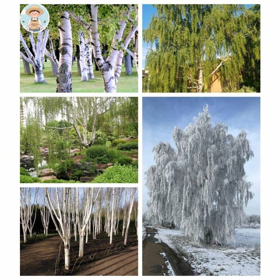 Árbol de Abedul Blanco Europeo, 100 Unidades para Plantación en 2025, Betula Pendula, Corteza de Papel Blanco Descascarado, Follaje Amarillo, Árbol Caducifolio Llorón, Cultive en Casa, Granja o Patio, Saludable - 100 unidades - Ver 1