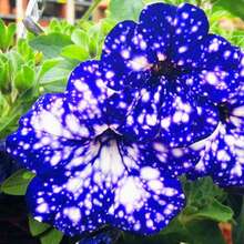 110 piezas - Beneficios de la nueva tienda: flor del amor del cielo nocturno - flor del amor para el jardín familiar - 110 - Ver 2