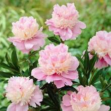 100 Semi di Peonia per la Coltivazione, Peonia Bonsai Smoothie Ereditaria, Piante Colori Vivaci, Profumate, Facili da Coltivare in Casa – Ogni Confezione Include un'Etichetta con il Nome del Prodotto. - 100 pezzi - Visualizzare 4