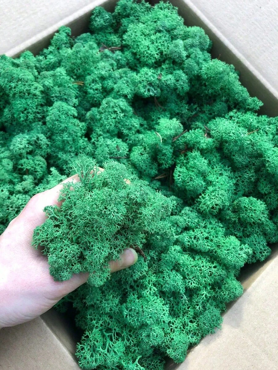 1盒人造苔蘚 永恆苔蘚 家居裝飾 節日攝影道具 仙女花園 水晶缸 手作與婚禮 DIY 花園魚缸裝飾 - 深綠色 - 查看 1