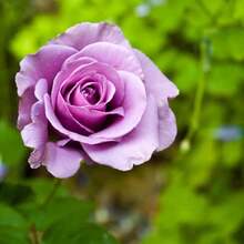 100 Rosas Moradas Trepadoras de Jardín, Arbustos Perennes de Alta Fragancia, Plantas de Floración Espectacular - 100 - Ver 5