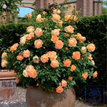 La Rosa de la Sra. Charlotte, de Variedad Eent - Naranja - Ver 2