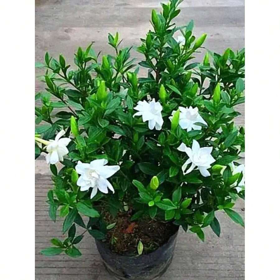 200 Gardenias Jasminoides Aromáticas, Flores Blancas, Arbustos Perenne Resistentes para Jardín y Hogar - 200 unidades - Ver 1