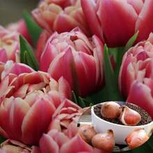 10 bulbos de tulipán Columbus, flor perenne para plantar en jardines interiores y exteriores, bulbos de tulipán para cultivo en tierra, flores hidropónicas, plantación en otoño e invierno. - 10 unidades - Ver 1