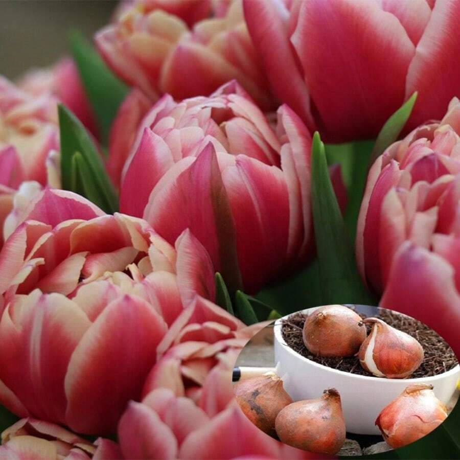 10 bulbos de tulipán Columbus, flor perenne para plantar en jardines interiores y exteriores, bulbos de tulipán para cultivo en tierra, flores hidropónicas, plantación en otoño e invierno. - 10 unidades - Ver 1