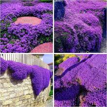 20,000 Plantas de Tomillo Morado para Plantar como Cubierta Perenne del Suelo, Tomillo Serpyllum No Modificado Genéticamente - 20000/paquete - Ver 2