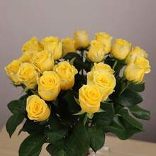 150 Rosas Amarillas, Símbolo de la Amistad, Arbusto Perenne, Planta Decorativa Impresionante, Fácil de Cultivar - Variante 1 - Ver 2