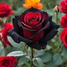 Rosa Trepadora, 100 Plantas Perennes de Enredadera, Adecuadas para Jardines Domésticos, Requieren Luz Solar Directa, Crecimiento Rápido, Hermosas Flores, Plantas Decorativas de Exterior - 100 unidades/semillas - Ver 2