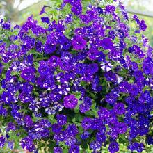 110 piezas - Beneficios de la nueva tienda: flor del amor del cielo nocturno - flor del amor para el jardín familiar - 110 - Ver 3