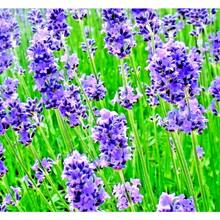200 LAVANDAS PERENAS DE PRIMAVERA REPELLENTES DE MOSQUITOS Y INSECTOS - Variante 1 - Ver 5
