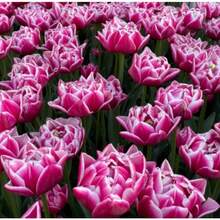 10 bulbos de tulipán Columbus, flor perenne para plantar en jardines interiores y exteriores, bulbos de tulipán para cultivo en tierra, flores hidropónicas, plantación en otoño e invierno. - 10 unidades - Ver 7