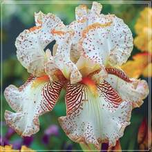 100 Iris crecen bien en macetas (Iris) Crea una exhibición impresionante, crecen rápidamente. - Variante 1 - Ver 1