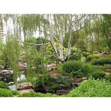 Árbol de Abedul Blanco Europeo, 100 Unidades para Plantación en 2025, Betula Pendula, Corteza de Papel Blanco Descascarado, Follaje Amarillo, Árbol Caducifolio Llorón, Cultive en Casa, Granja o Patio, Saludable - 100 unidades - Ver 8