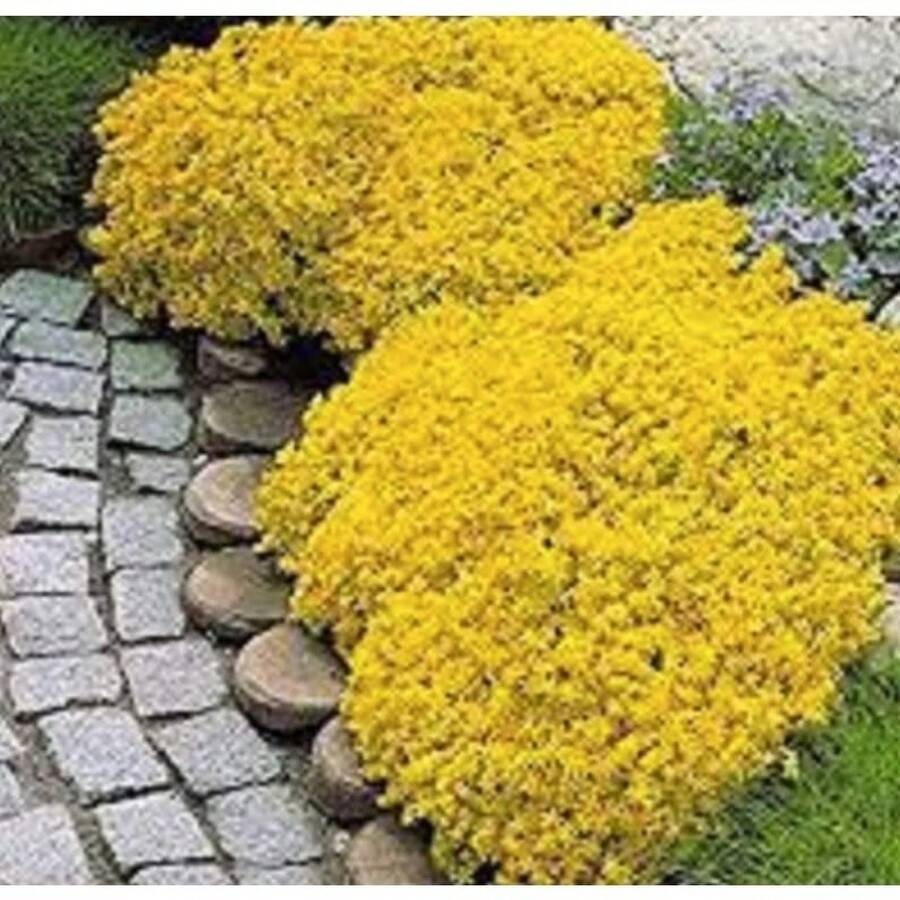 288 piezas de tomillo amarillo trepador - cobertura del suelo tradicional, polinización abierta - 288 piezas - Ver 1