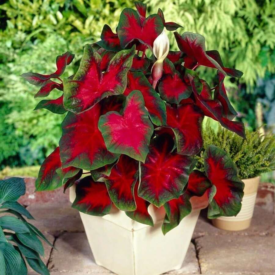 Más de 1000 aves rojas de Florida, listas para plantar - Regalo perfecto para amantes de las plantas de jardín o de macetas, o amantes de la naturaleza, para plantar en el jardín o en casa. - semilla - Ver 1
