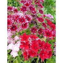 178 piezas, Flor Estrella de Jardín Morada, para Hermosas Flores - 178 piezas - Ver 3