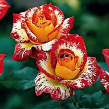 Rosa de Larga Duración, Alta Tasa de Germinación, Flores Perennes Resistentes a la Sequía, Ideales para Uso Interior y Exterior, Plantas Decorativas Amantes del Sol, Perfectas para el Hogar y Regalos - 100 unidades/semillas - Ver 1