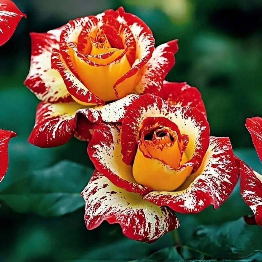 Rosa de Larga Duración, Alta Tasa de Germinación, Flores Perennes Resistentes a la Sequía, Ideales para Uso Interior y Exterior, Plantas Decorativas Amantes del Sol, Perfectas para el Hogar y Regalos - 100 unidades/semillas - Ver 1