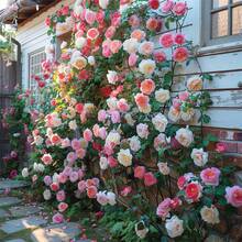 Rosa Trepadora, Flor Perenne para Exteriores, Cubre Suelo Perenne, Césped Trepador, Plantas de Interior y Exterior, Plantación de Flores, Hierba Medicinal, Vegetales, Frutas, Jardinería y Horticultura, Entrega Local - 100 unidades/semilla - Ver 1