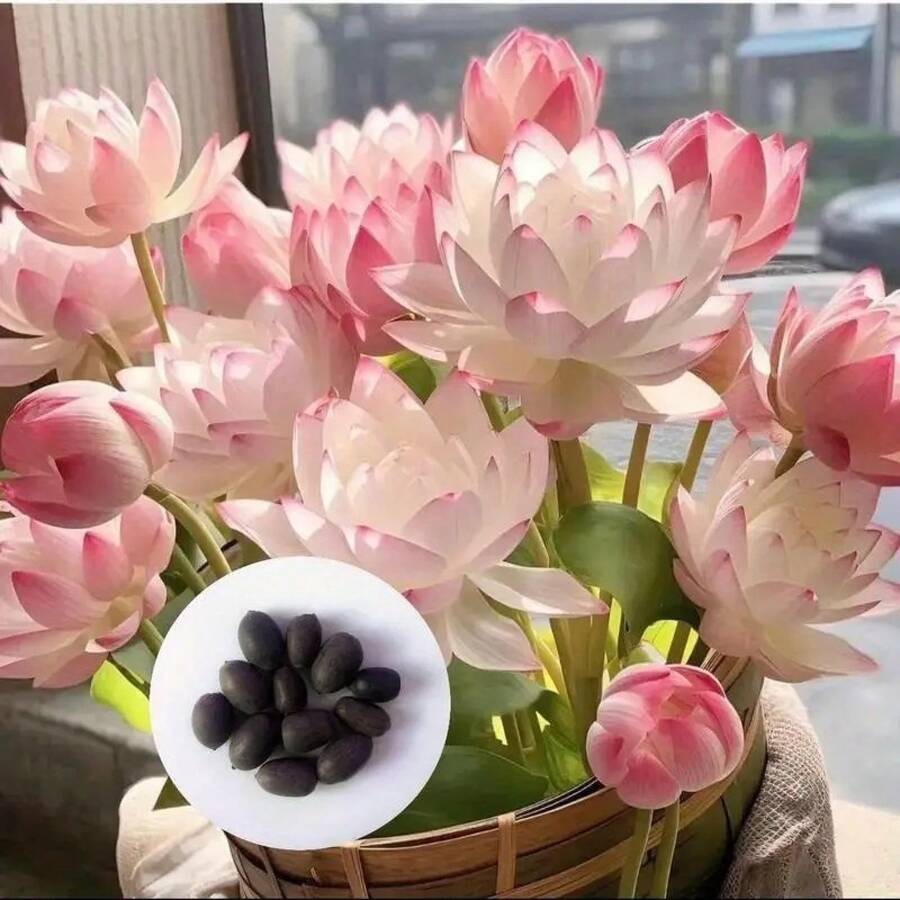 Bonsái de loto pre-germinado de colores mixtos - Listo para plantar, perfecto para jardines acuáticos interiores y exteriores, incluye guía de plantación, crecimiento fácil con cuidadoínimo. - 10 unidades - Ver 1