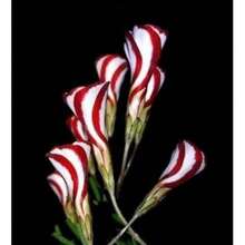 184 piezas de flores de hojas delgadas para jardinería - flores exóticas, únicas y hermosas para la jardinería doméstica, adecuadas para plantar en interiores y exteriores, flores perennes fáciles de cultivar que atraen a los polinizadores y realzan la jardinería. - 184 - Ver 5