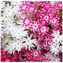 178 piezas, Flor Estrella de Jardín Morada, para Hermosas Flores - 178 piezas - Ver 5