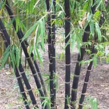 Excepcional Bambú Negro 80+ Phyllostachys Nigra - Resistente, Pantalla de Privacidad para Paisajismo, Cultivo Autóctono para Interiores/Exteriores para un Impresionante Borde Ornamental - Semillas - Ver 1